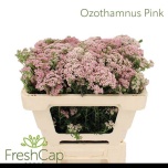 Ozothamnus Tall Pink 50cm