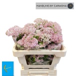 Ozothamnus Tall Pink 50cm