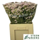 Ozothamnus Tall Pink 70cm