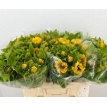 Helianthus Päevalill Vincent Choice 70cm