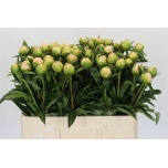 Paeonia Pojeng Miss America 50-55cm