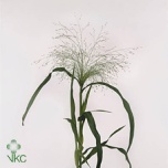 Panicum (tk)