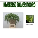 Panicum (tk)