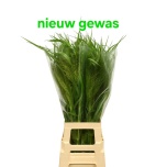Panicum (tk)