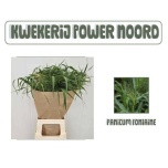Panicum (tk)