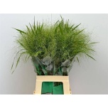 Panicum (tk)