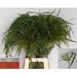 Panicum (tk)
