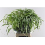 Panicum (tk)