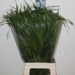 Panicum (tk)