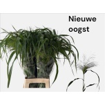 Panicum (tk)