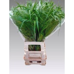 Panicum (tk)