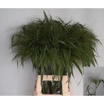 Panicum (tk)