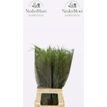 Panicum (tk)