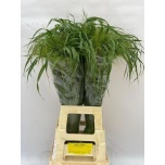Panicum (tk)