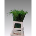 Panicum (tk)