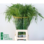 Panicum (tk)