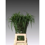 Panicum (tk)
