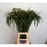 Panicum (tk)