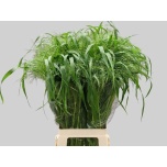 Panicum (tk)