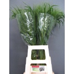 Panicum (tk)