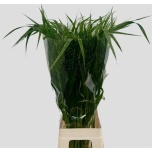 Panicum (tk)
