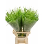 Panicum (tk)