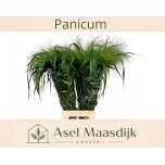 Panicum (tk)
