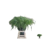 Panicum (tk)