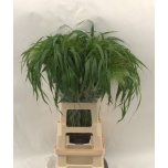 Panicum (tk)