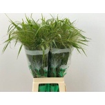 Panicum (tk)