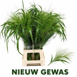 Panicum (tk)