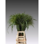 Panicum (tk)