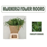 Panicum (tk)