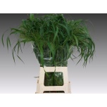 Panicum (tk)