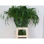 Panicum (tk)