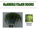 Panicum (tk)