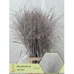 Panicum paint Light Pink (tk)