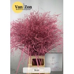 Ornamental grass Panicum paint Pink (tk)