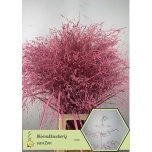 Panicum paint Pink (tk)