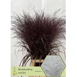 Panicum paint Aubergine (tk)