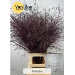 Ornamental grass Panicum paint Aubergine (tk)