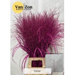 Panicum paint Cerise (tk)