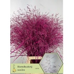 Panicum paint Cerise (tk)