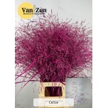 Ornamental grass Panicum paint Cerise (tk)