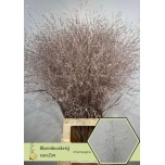 Panicum paint Champagne (tk)