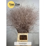 Ornamental grass Panicum paint Champagne (tk)