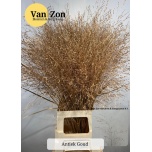 Ornamental grass Panicum paint Gold (tk)