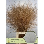Panicum paint Gold (tk)