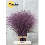 Panicum paint  Milka (tk)
