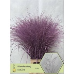 Panicum paint  Milka (tk)